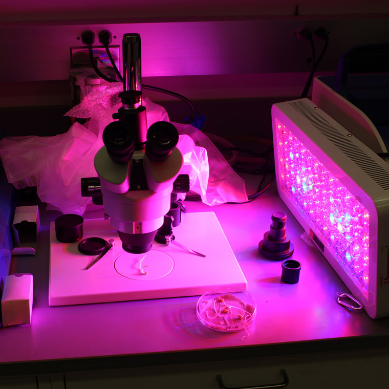 Microscope on lab table